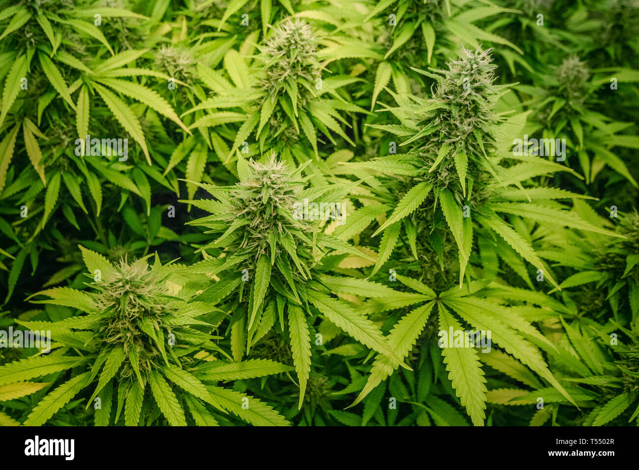 medical marijuana plants growing indoor - cannabis farm Stock Photo