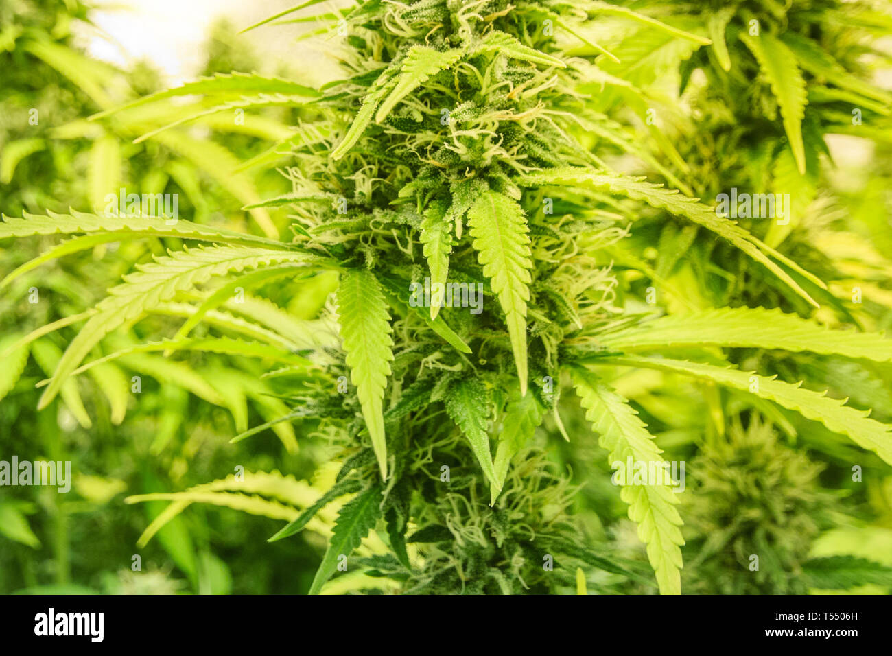 marijuana bud closeup - cannabis plants detail Stock Photo