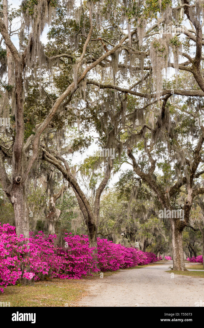 Azalea flowers in full bloom along the avenue of oaks in Bonaventure Cemetery in Savannah, Georgia Stock Photo
