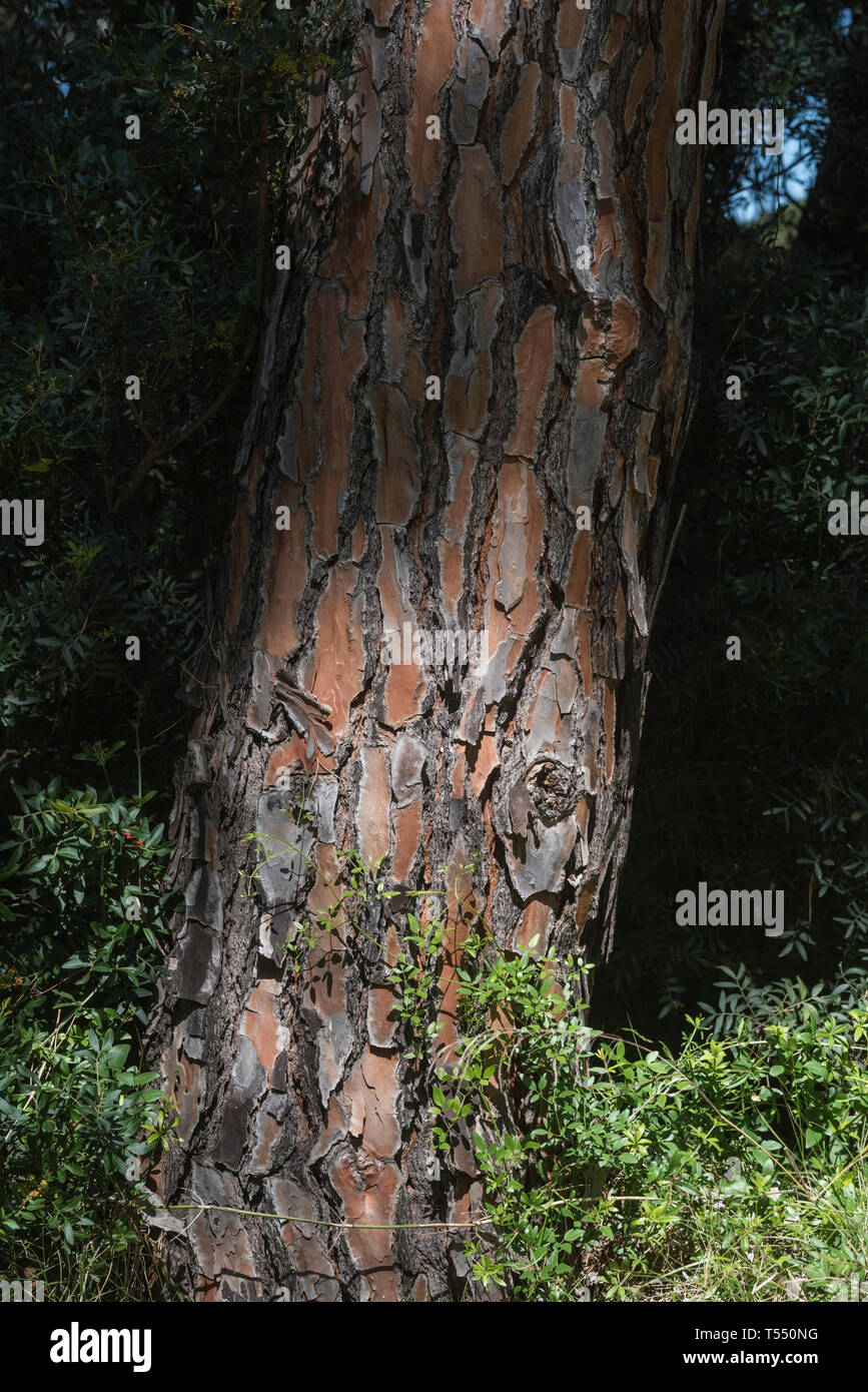 Pinus Pinea Bark High Resolution Stock Photography and Images - Alamy