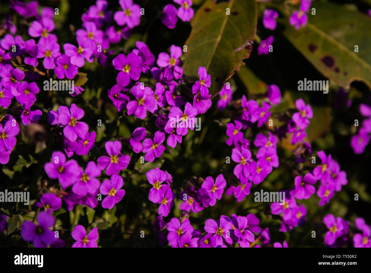 Purple flowers in a garden Stock Photo - Alamy