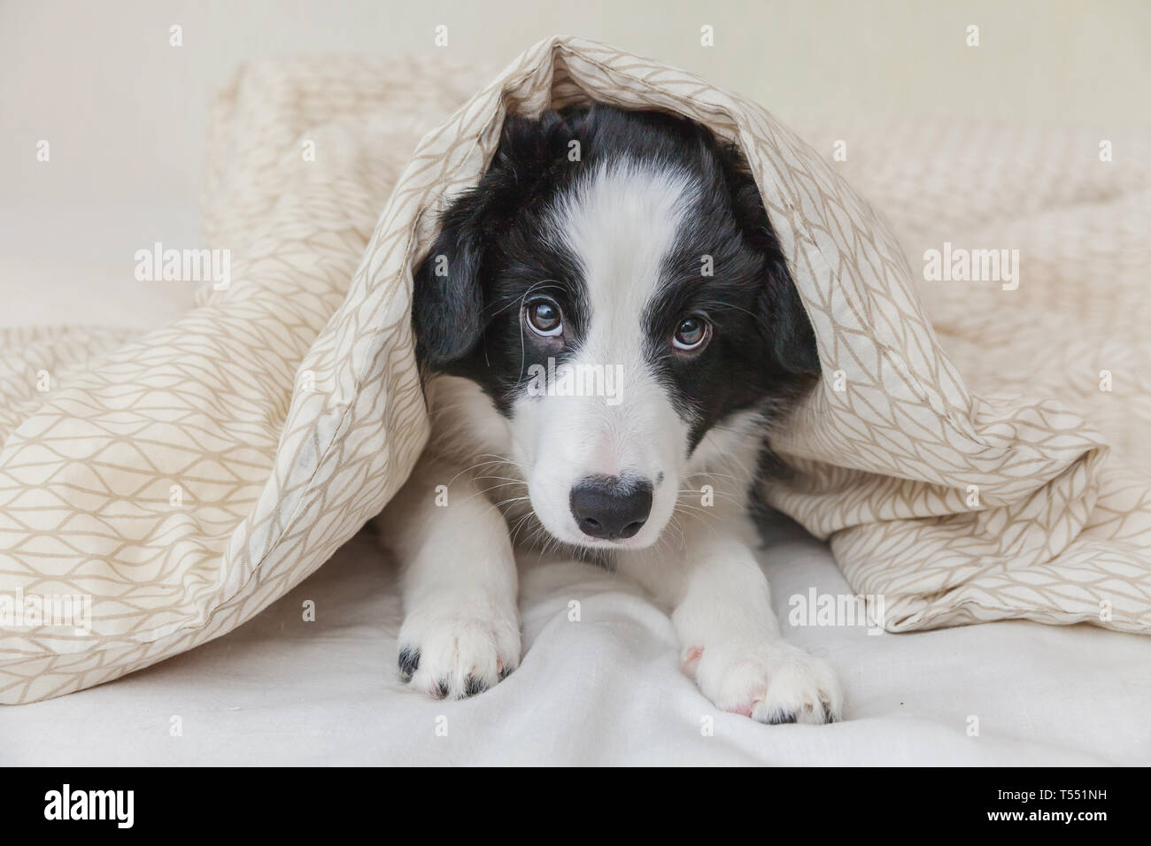 Funny portrait of cute smilling puppy dog border collie lay on pillow