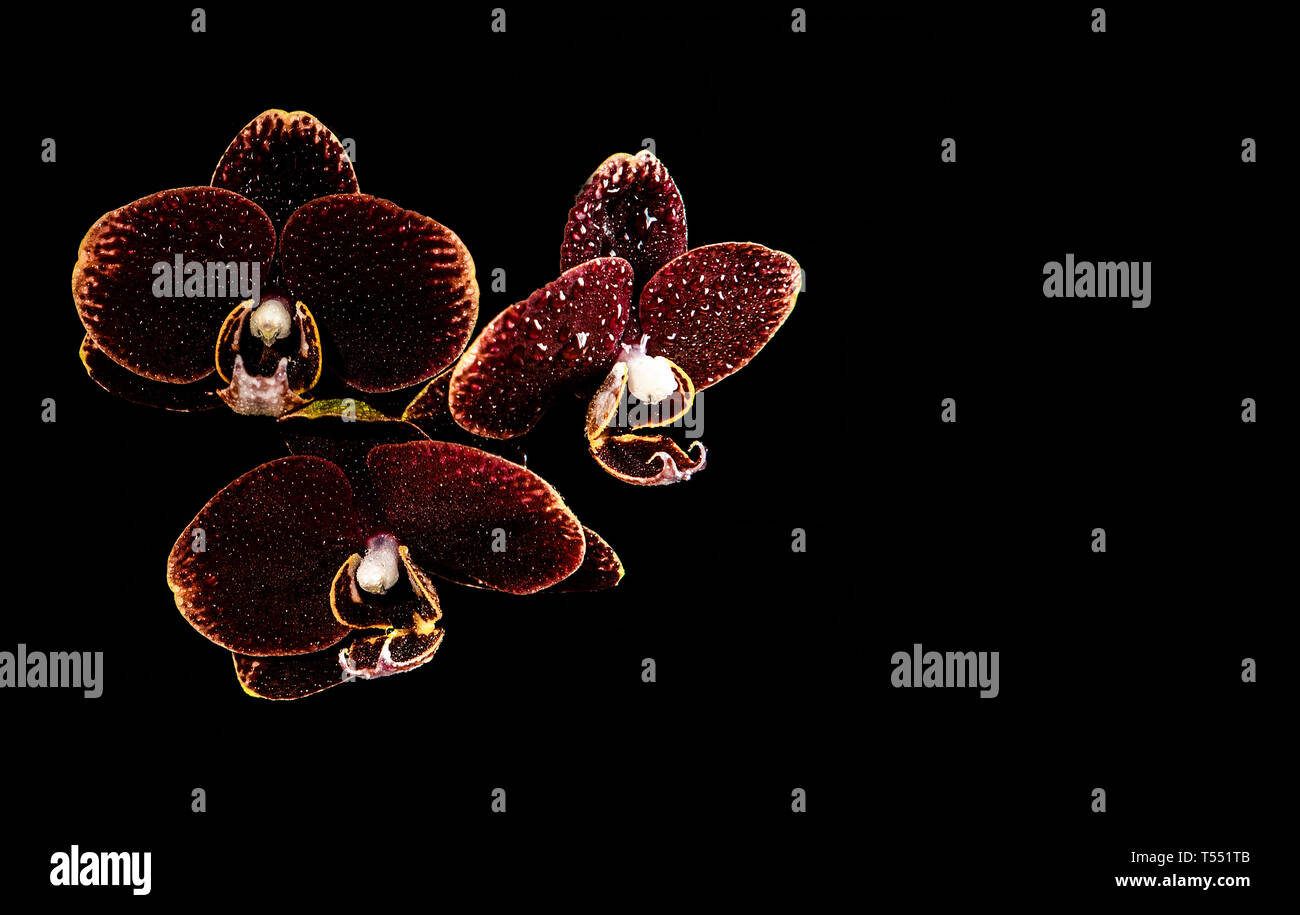 three maroon orchids with yellow edges and water drops on them, on a black background in a top left corner of horizontal frame Stock Photo