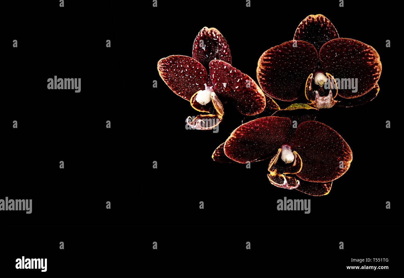 three maroon orchids with yellow edges and water drops on them, on a black background in a top of the right corner, horizontal frame. Stock Photo