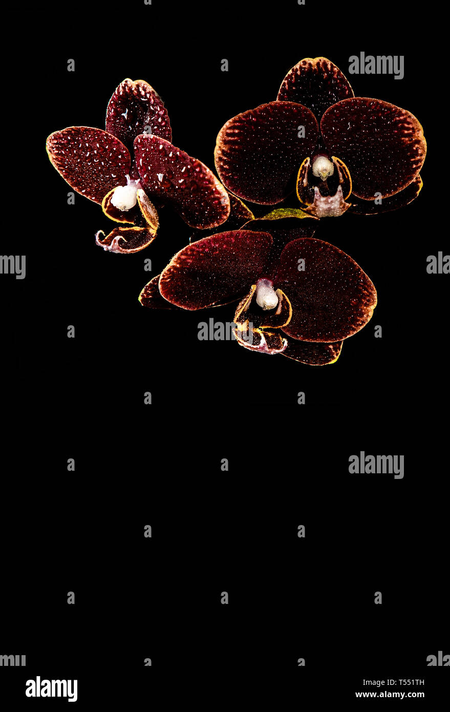 three maroon orchids with yellow edges and water drops on them, on a black background in a top right corner Stock Photo