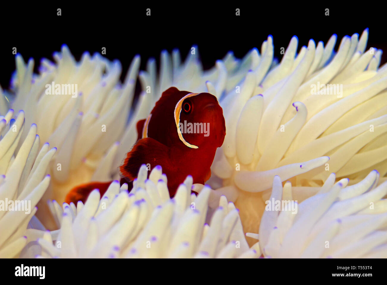 Red Goldenflake maroon Clownfish in relationship with white Sabae Anemone Stock Photo