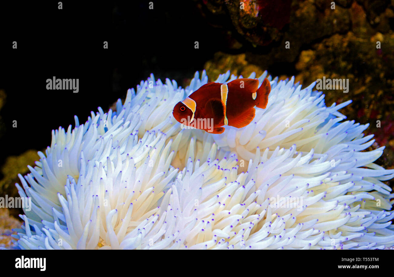 Red Goldenflake maroon Clownfish in relationship with white Sabae Anemone Stock Photo