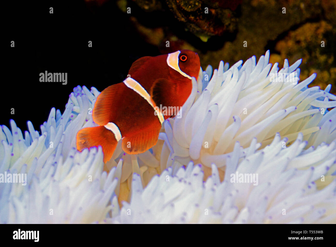 Red Goldenflake maroon Clownfish in relationship with white Sabae Anemone Stock Photo