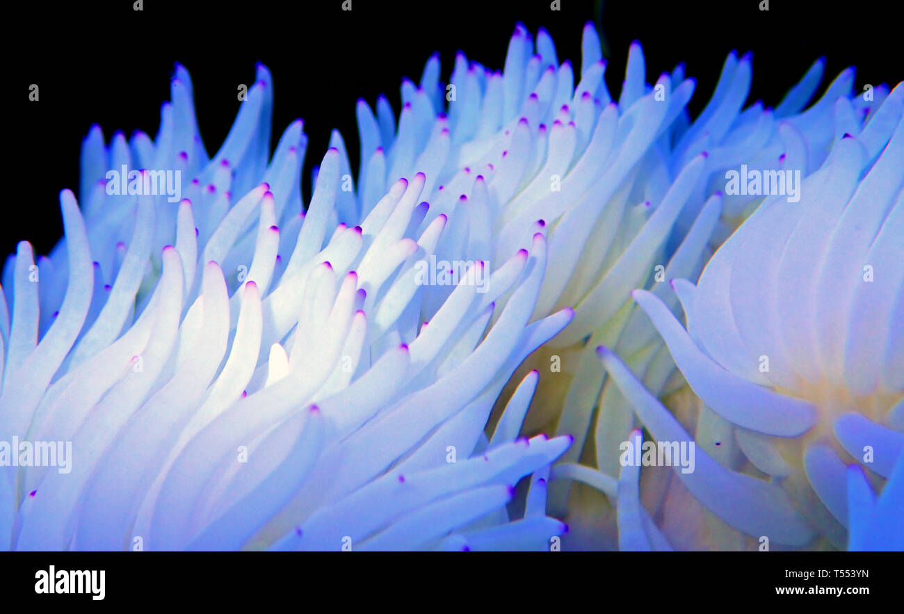 White Sebae Anemone - (Heteractis crispa) Stock Photo