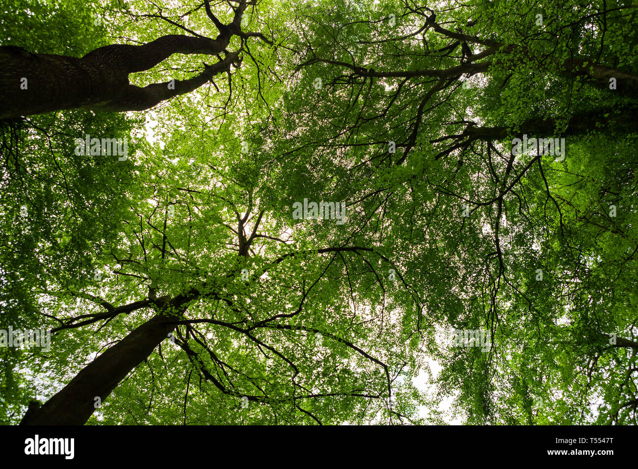 Upwards view of tree trunks and foliage in a lush forest Stock Photo
