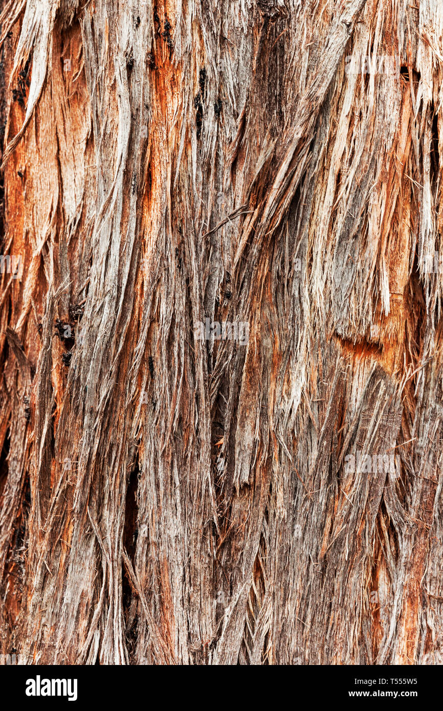 Orange & brown stringy bark tree shedding it's outer layers Stock Photo