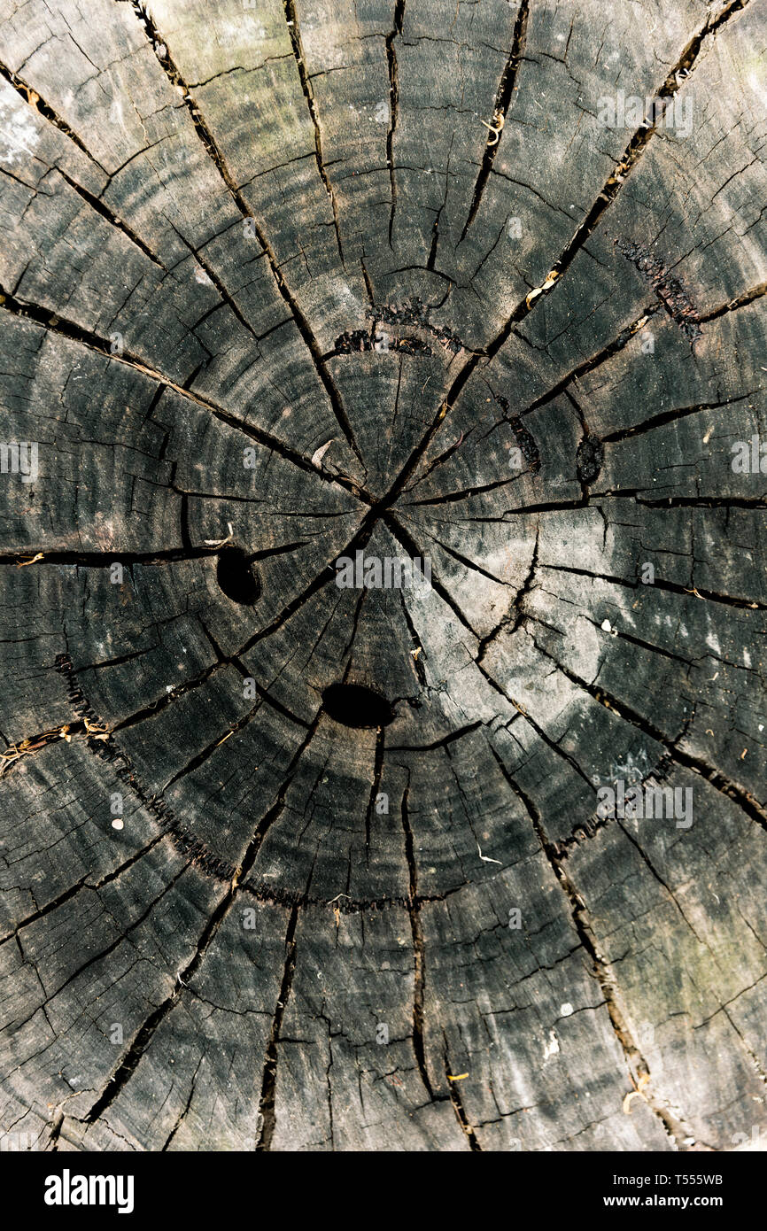 Chopped tree dried center rings slowly cracking away from one another ...