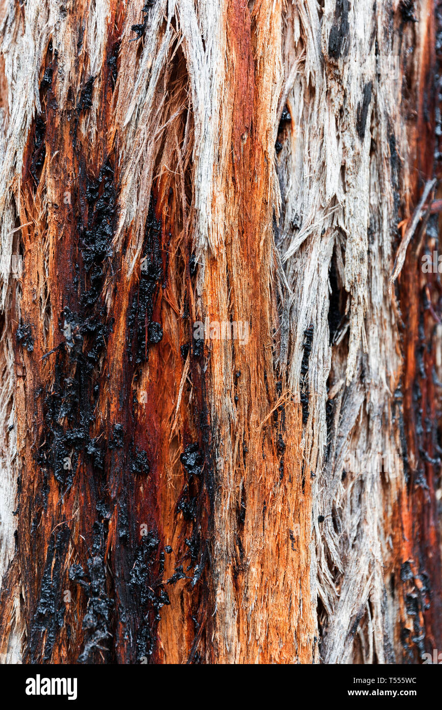 Stringy Bark tree with red sap oozing from inside out Stock Photo Alamy