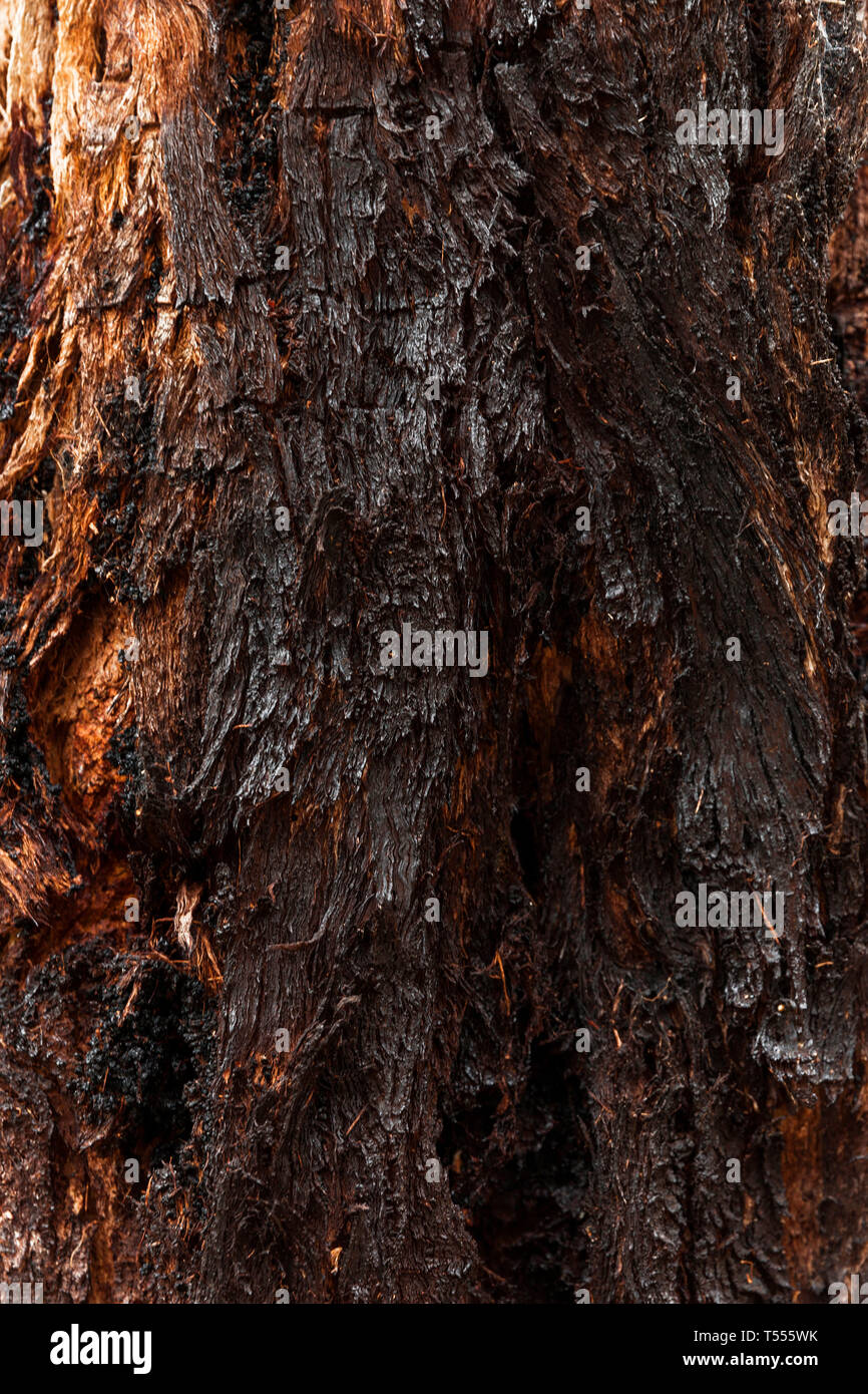 Dark & black Stringy Bark tree surface exposing itself to the elements