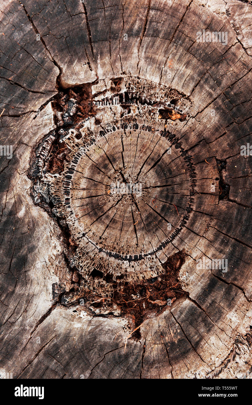 Brown inner ring hi-res stock photography and images - Alamy