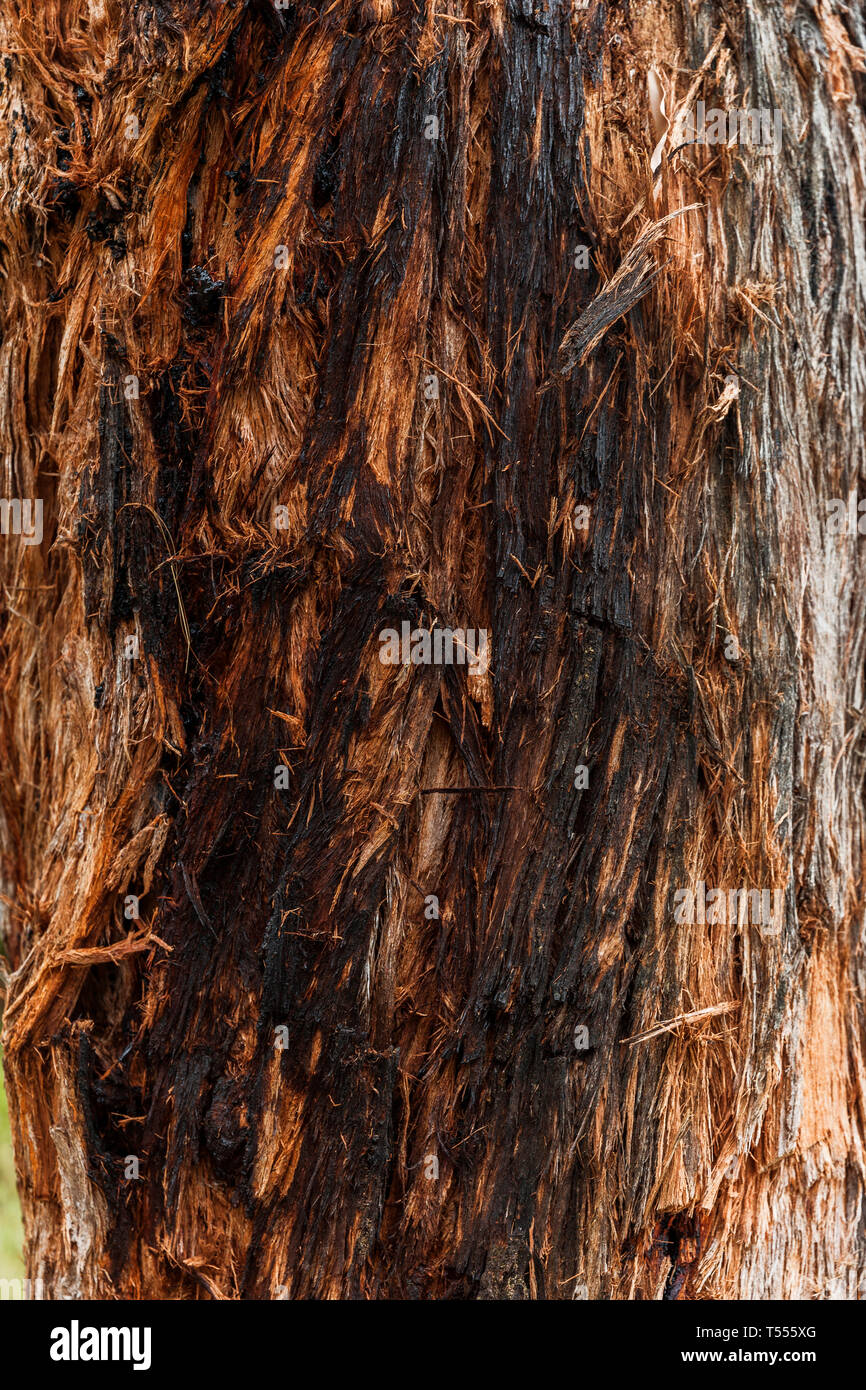 Red & black string bark tree exposing rough edges Stock Photo Alamy