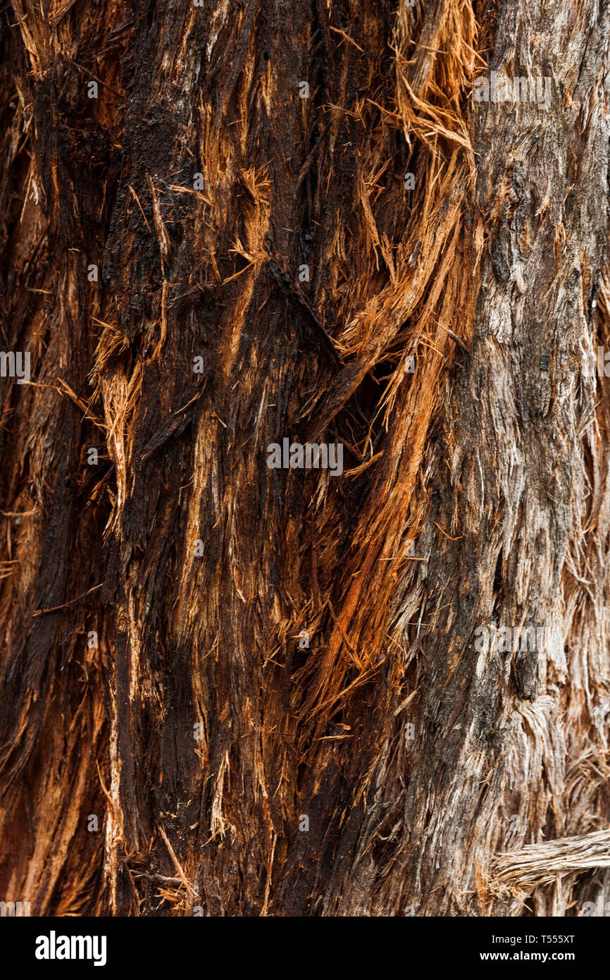 Stringy bark tree rough edges crafting it's own shape in the elements