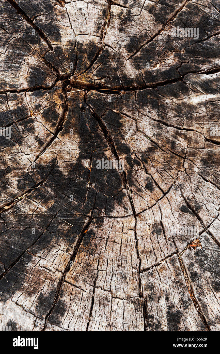 Inner trunk hi-res stock photography and images - Alamy