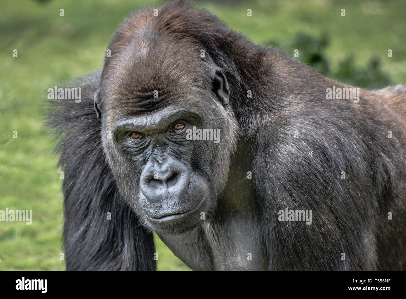 A very close up portrait of a male silverback gorilla showing head and shoulders and staring forward with menacing eyes Stock Photo