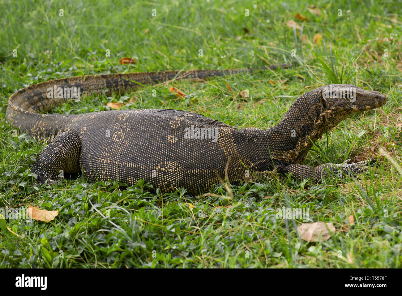 Striped monitor lizards (Varanus salvator) on grass close up. Park Lumpini, Bangkok Stock Photo