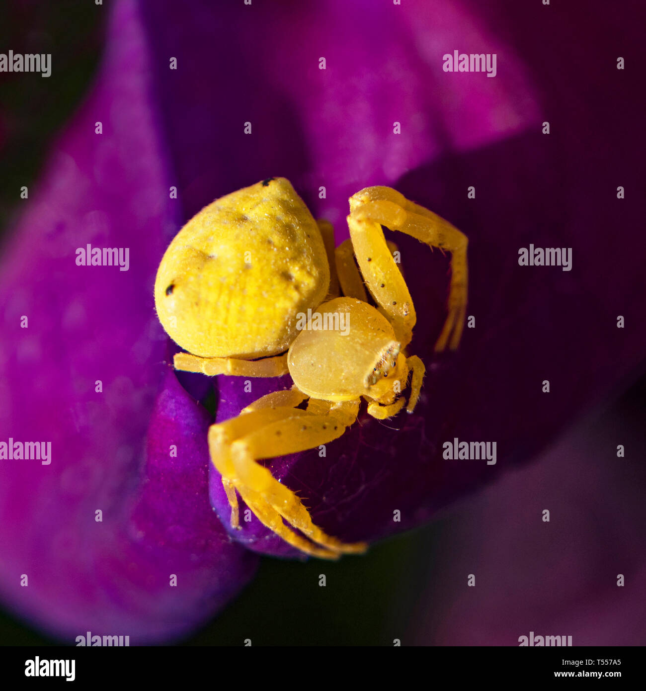macro of a tiny yellow flower crab spider patiently waiting for an insect to come to the sweet pea flower in a garden setting Stock Photo