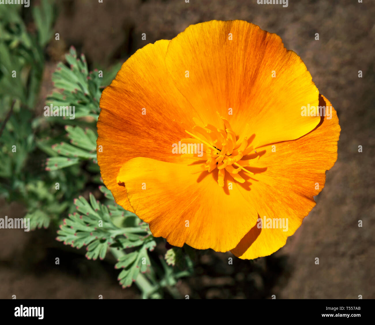 a gold california poppy with red streaks in the petals on a background of blurry soil and leaves Stock Photo