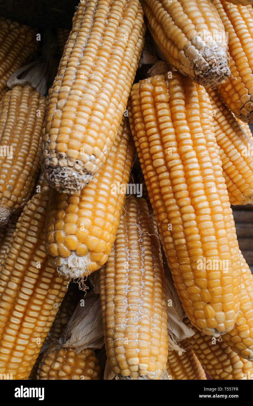 Dry corn,Animal feed Stock Photo Alamy