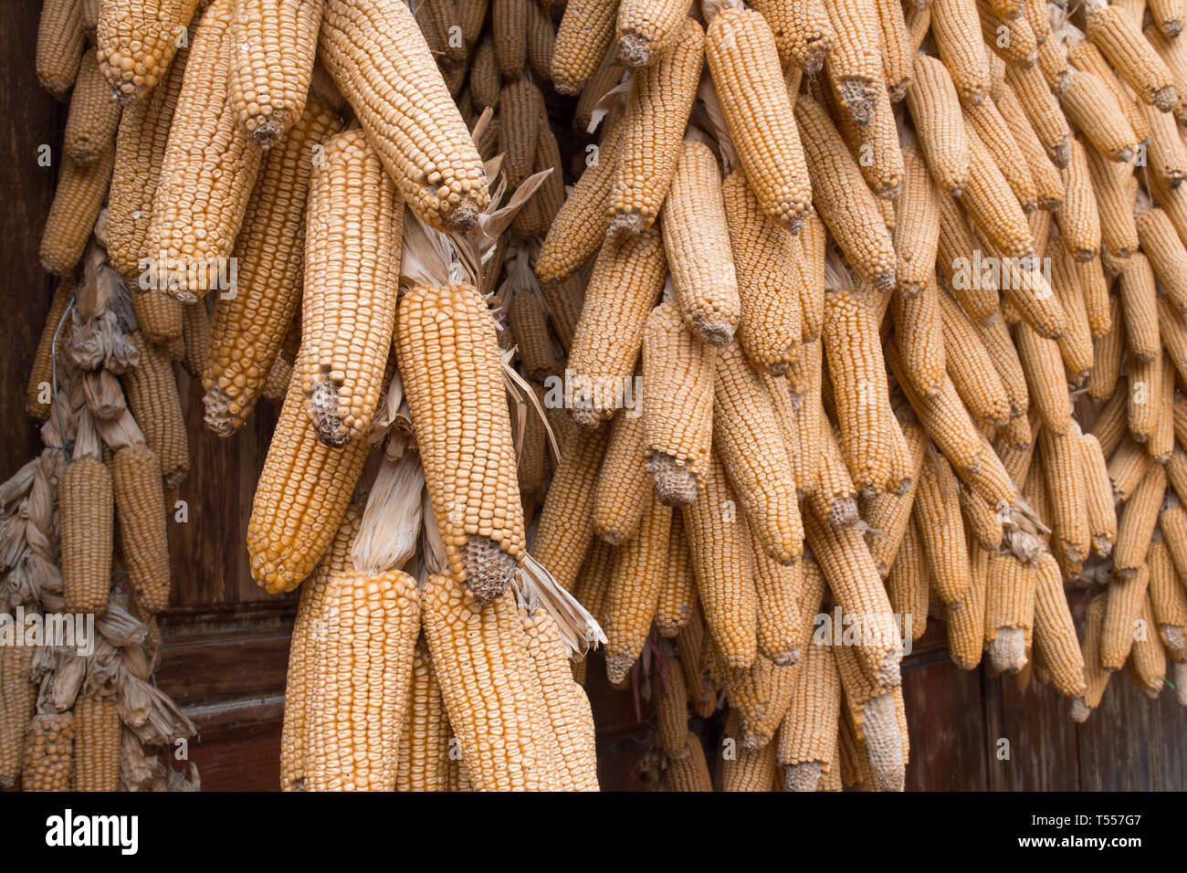 Dry corn,Animal feed Stock Photo Alamy