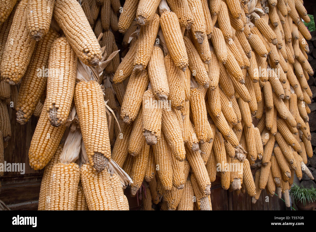 Dry corn,Animal feed Stock Photo Alamy