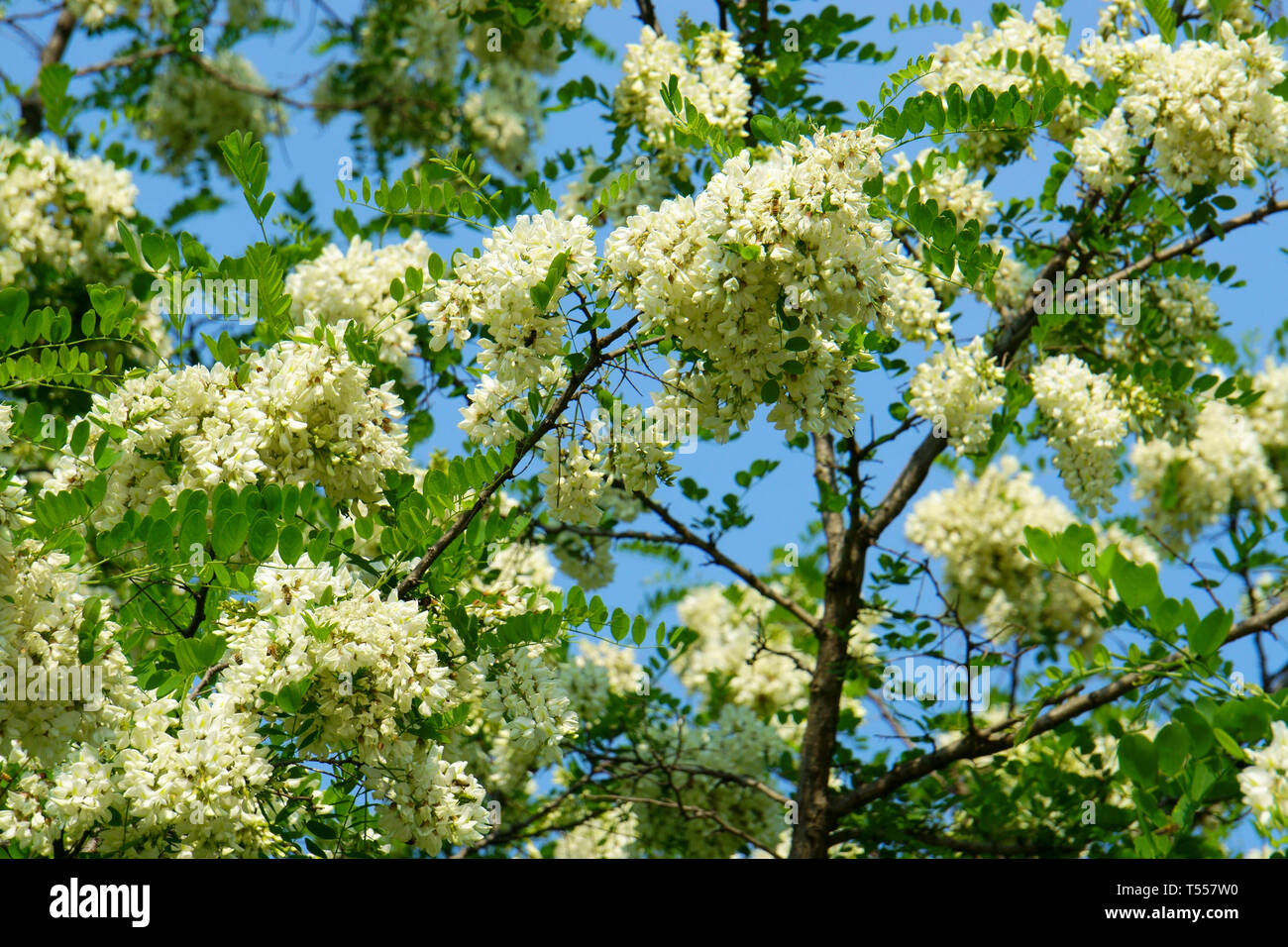 Sophora japonica blossoms，Chinese scholar tree Stock Photo