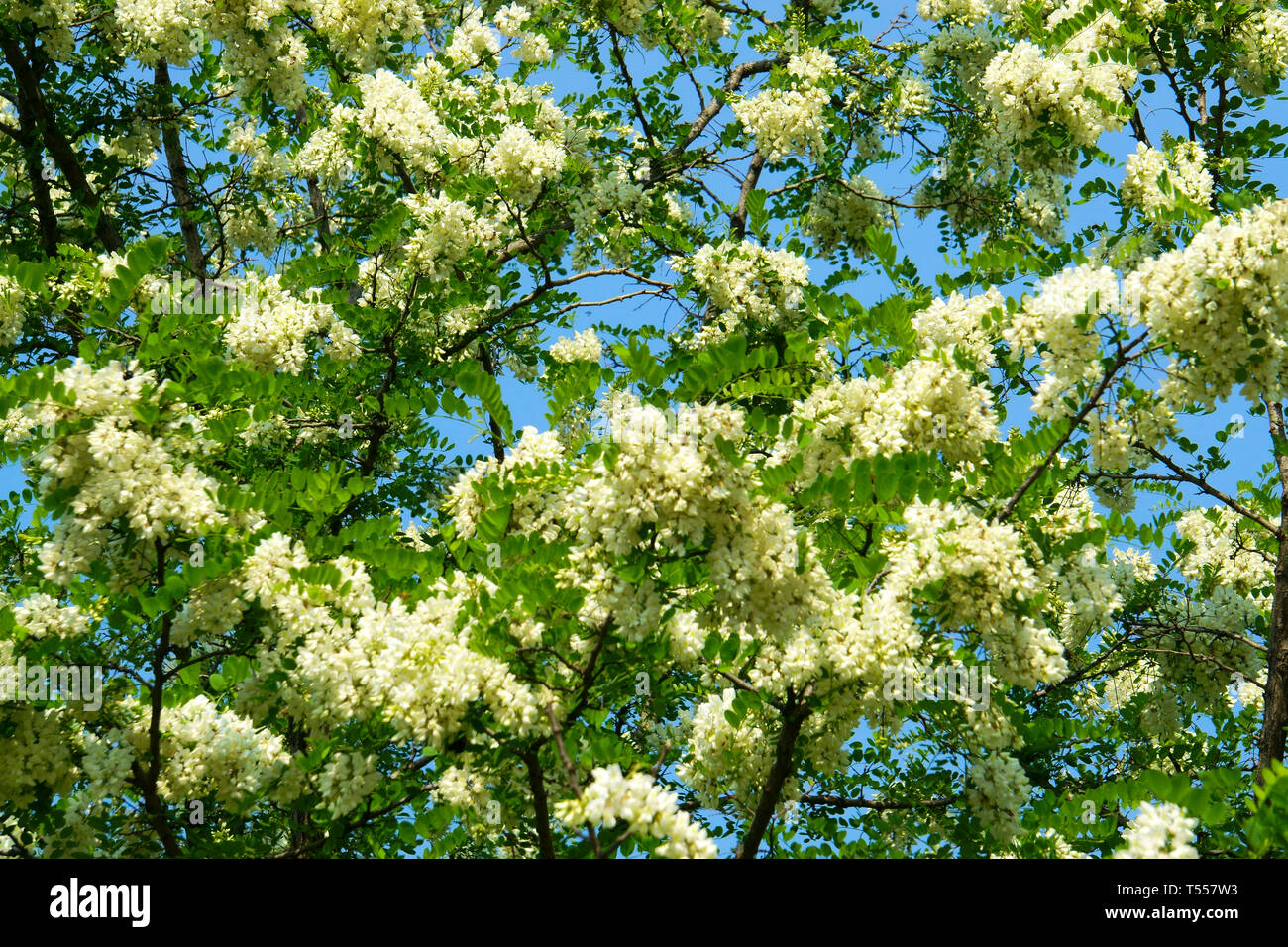 Sophora japonica blossoms，Chinese scholar tree Stock Photo