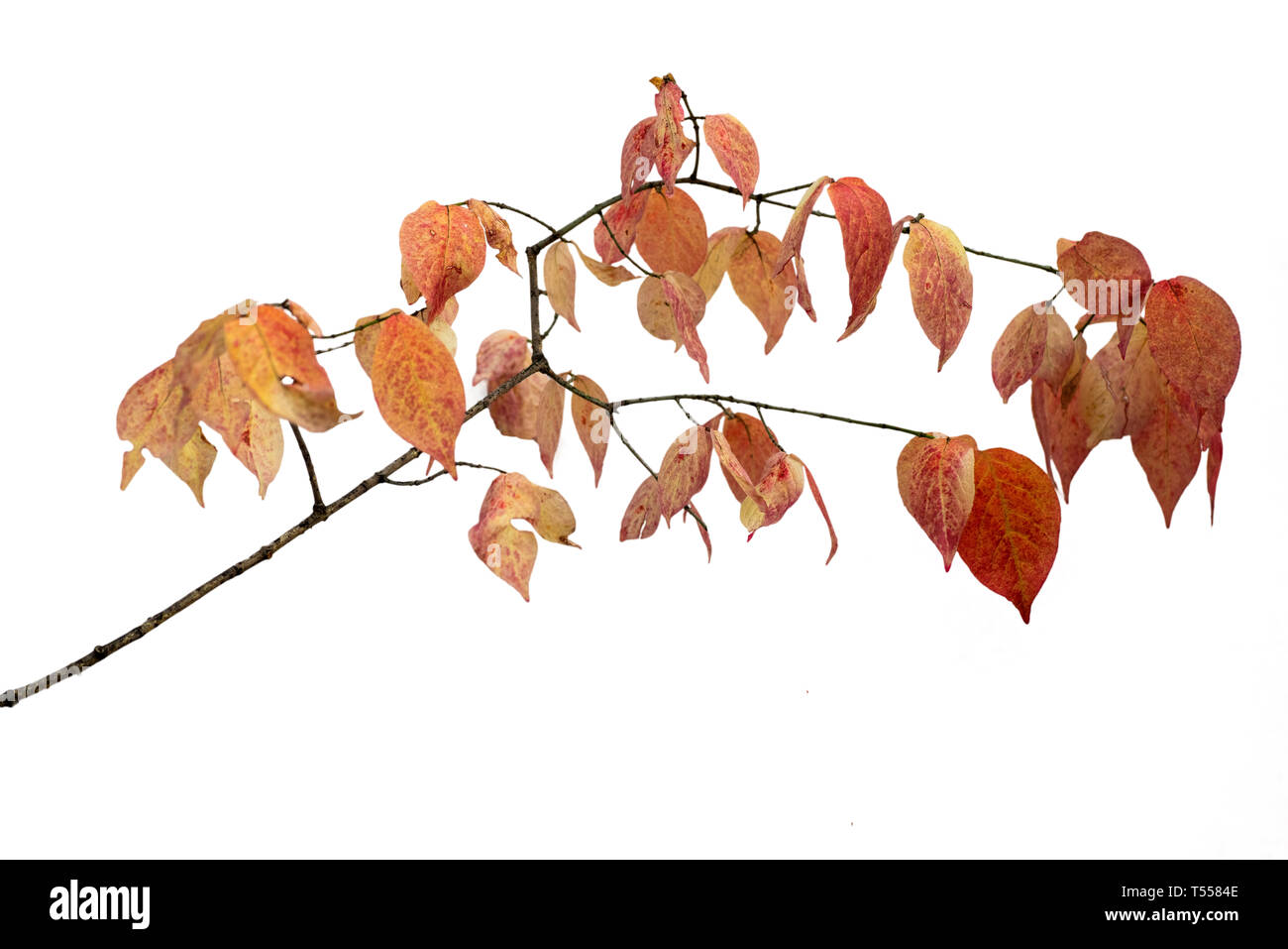 Branch of autumn leaves isolated on a white background Stock Photo - Alamy