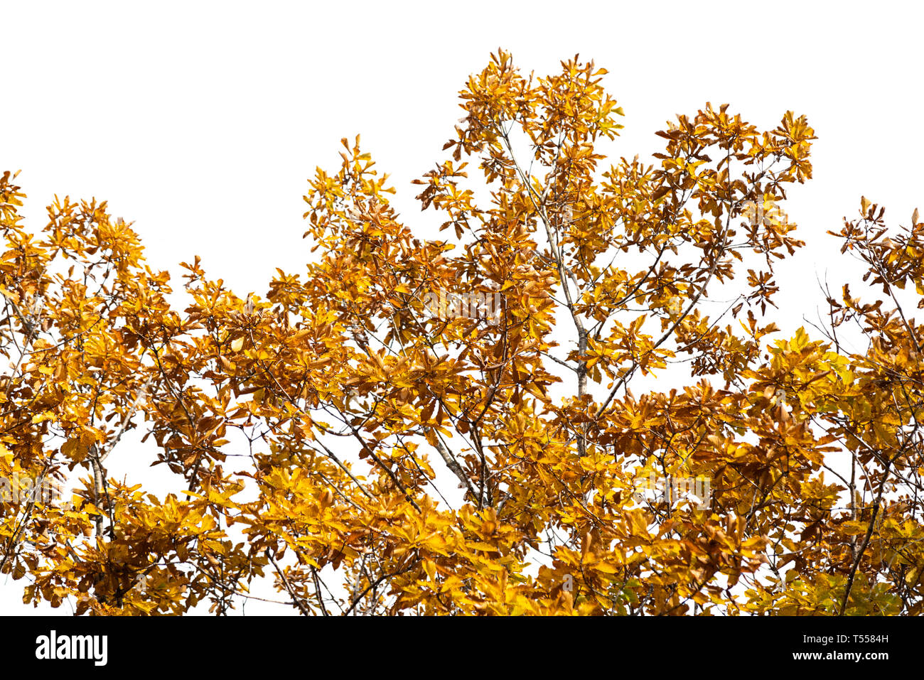 Branch of autumn leaves isolated on a white background Stock Photo - Alamy