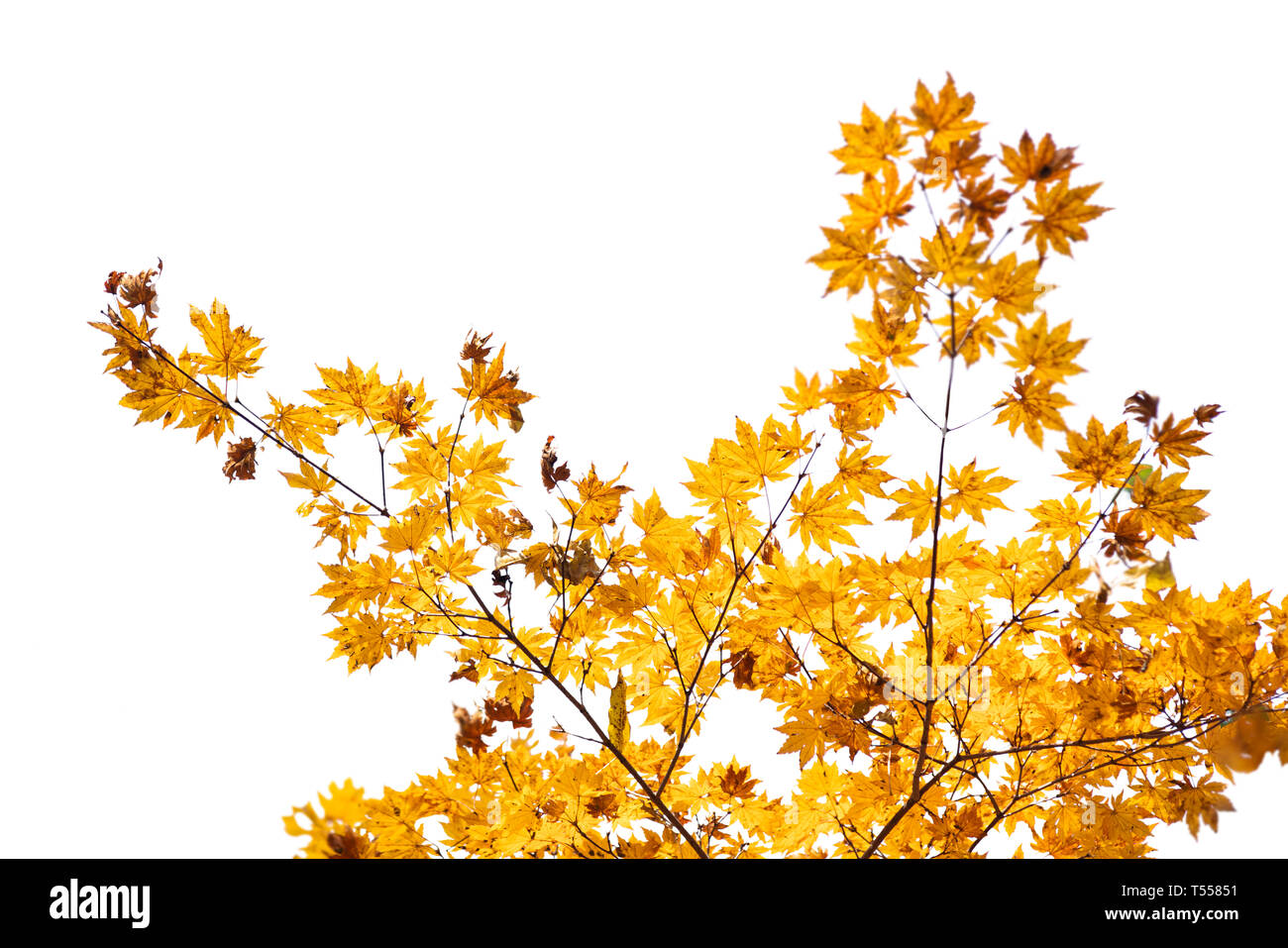 Branch of autumn leaves isolated on a white background Stock Photo - Alamy