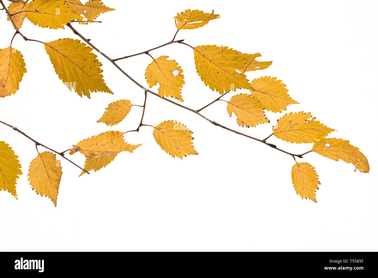 Branch of autumn leaves isolated on a white background Stock Photo - Alamy