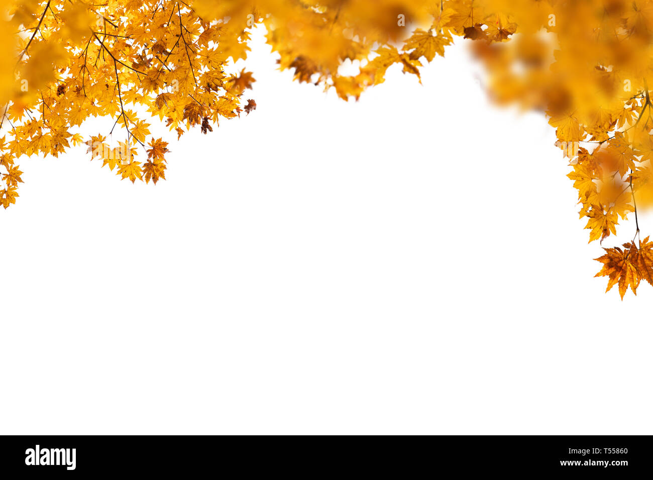 Branch of autumn leaves isolated on a white background Stock Photo - Alamy
