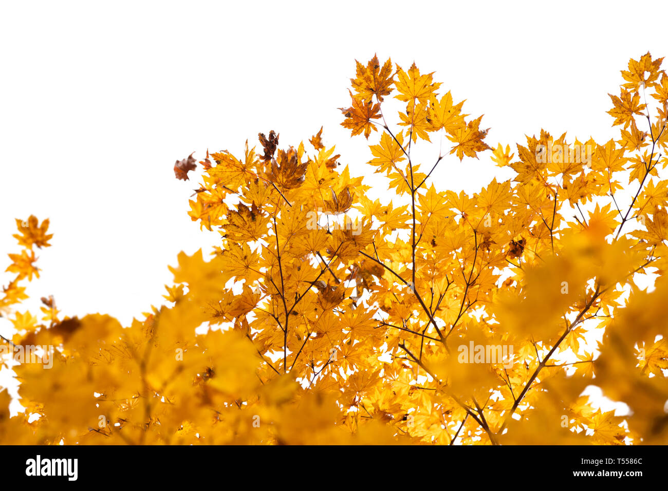 Branch of autumn leaves isolated on a white background Stock Photo - Alamy