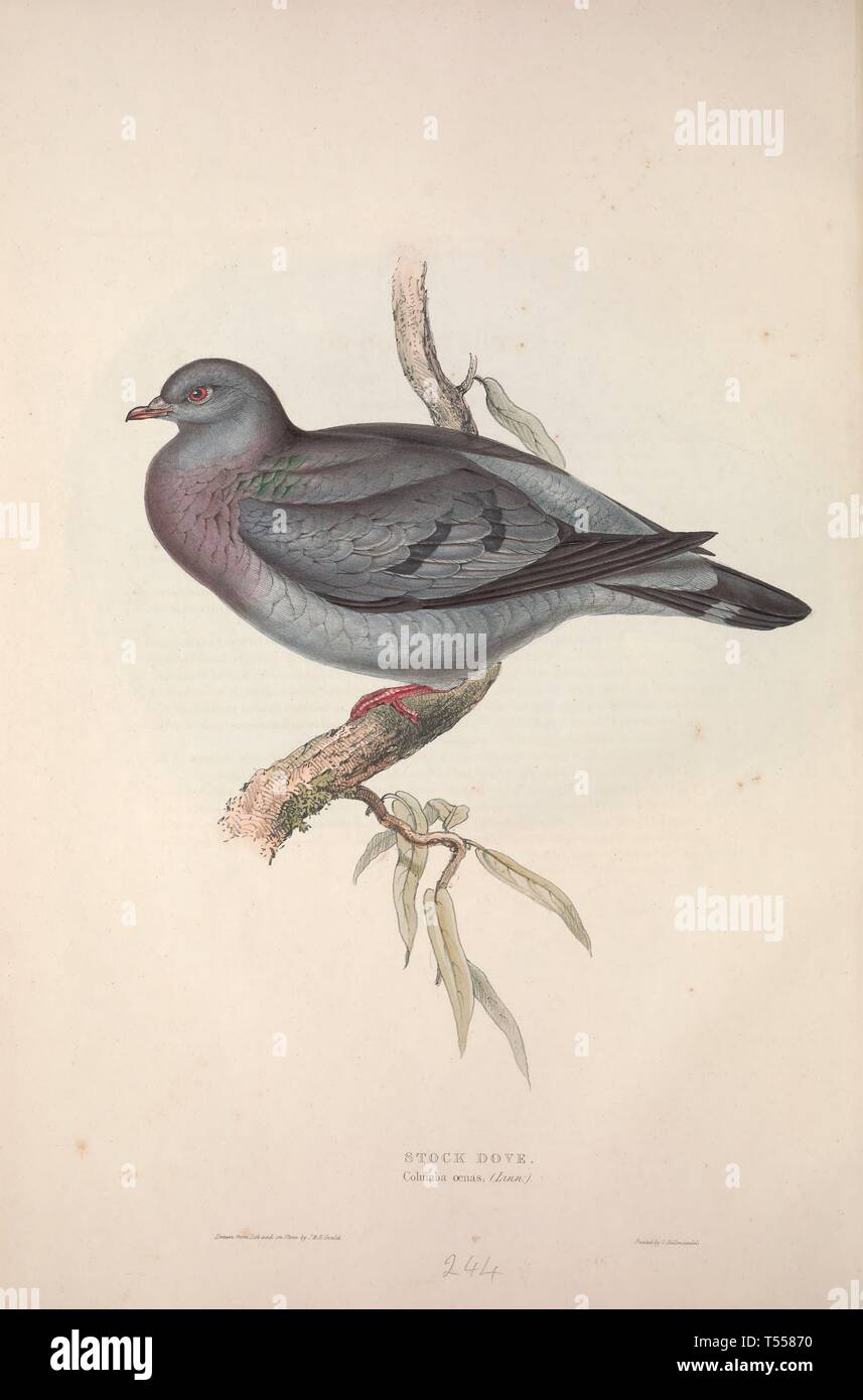 Beautiful Vintage Hand Drawn Illustrations Of European Birds From Old Book It Can Be Used As Poster Or Decorative Element For Interior Design Stock Photo Alamy