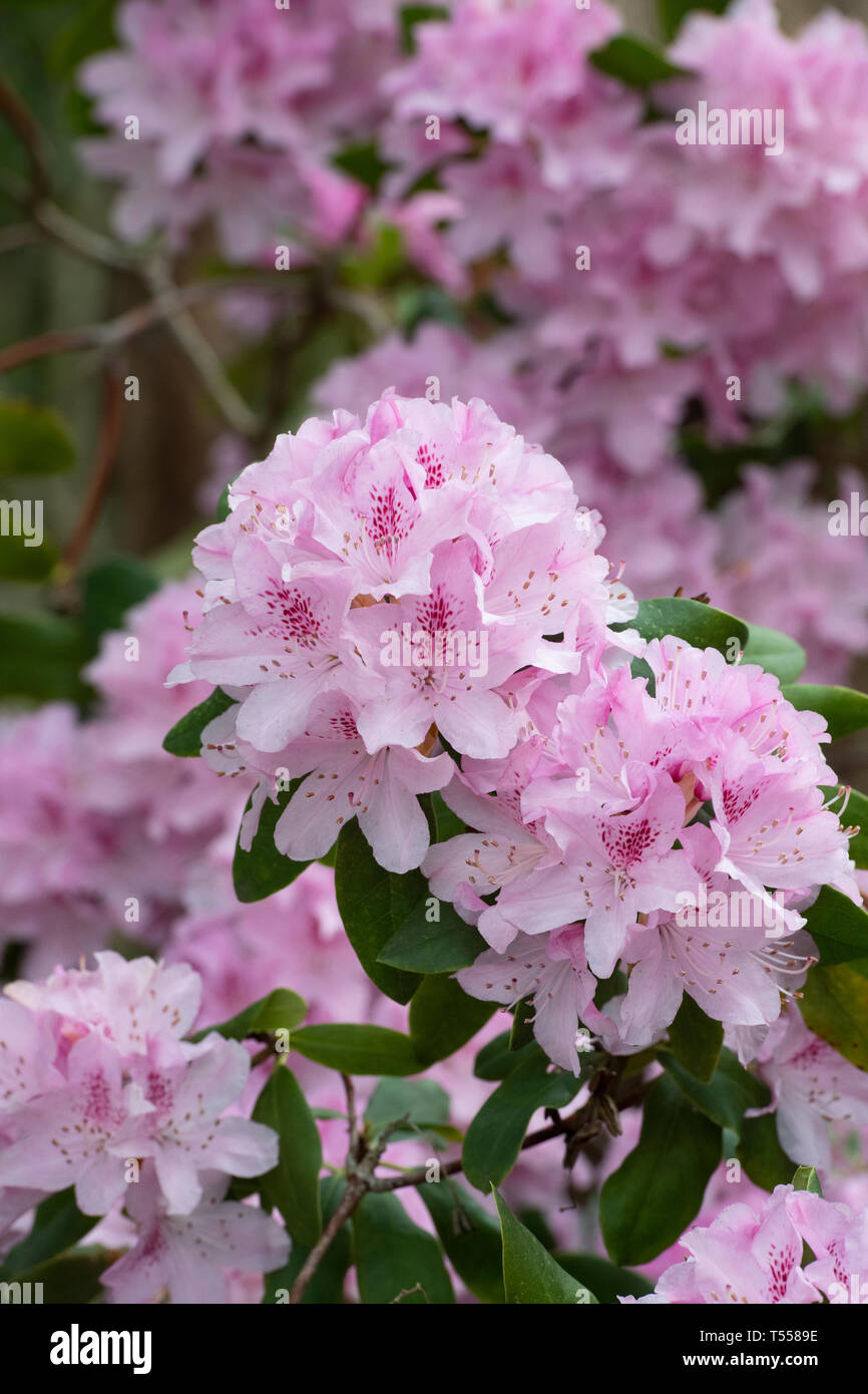 Rhododendron 'Cheer' . Large hybrid rhododendron Stock Photo