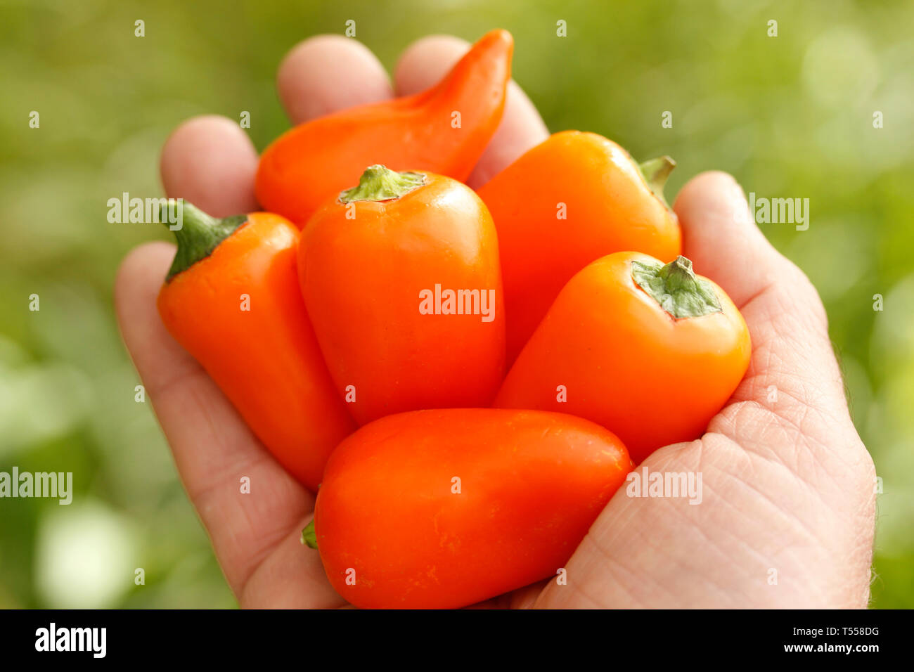 Sweet orange peppers. Stock Photo