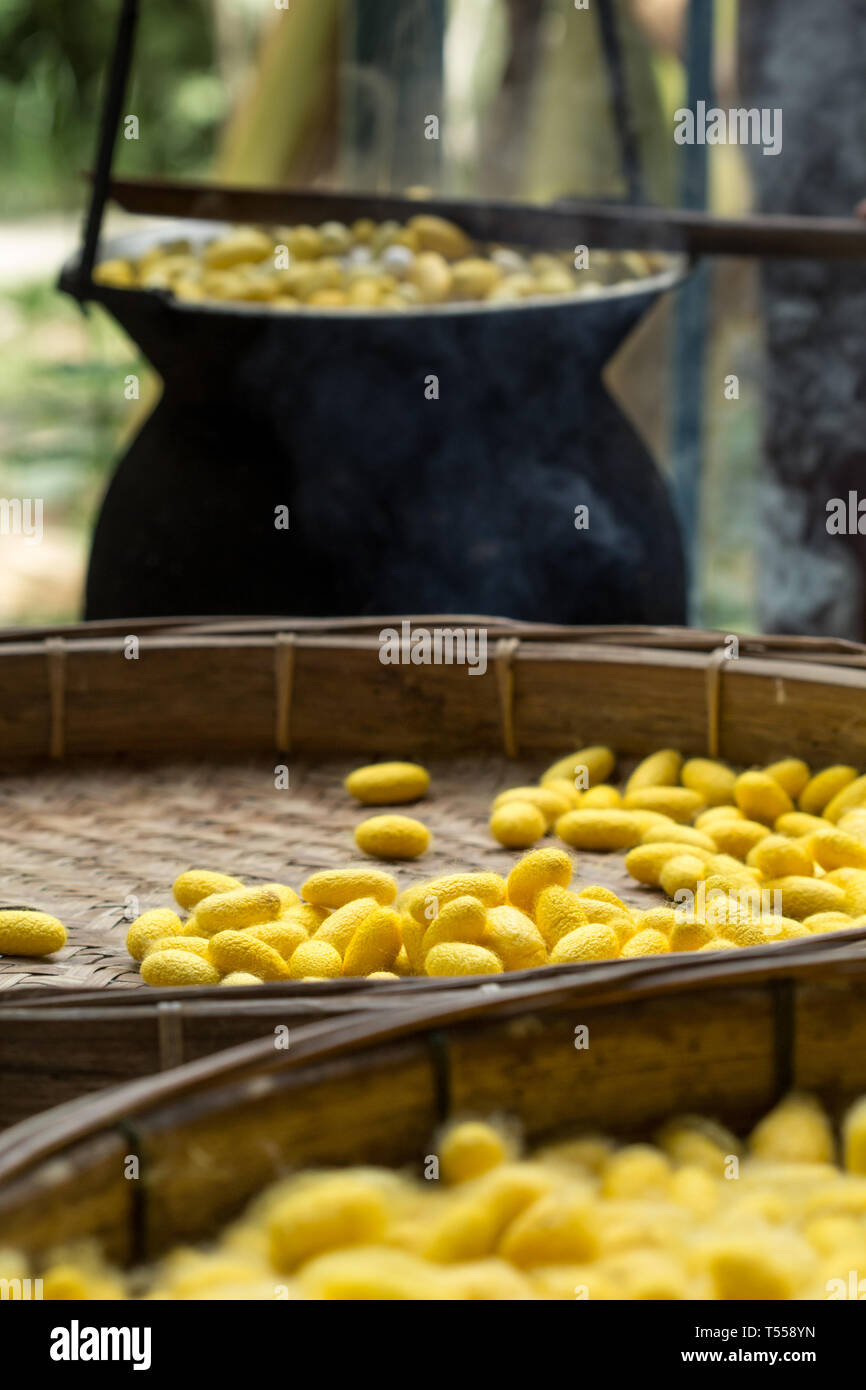 Golden cocoon hi-res stock photography and images - Alamy