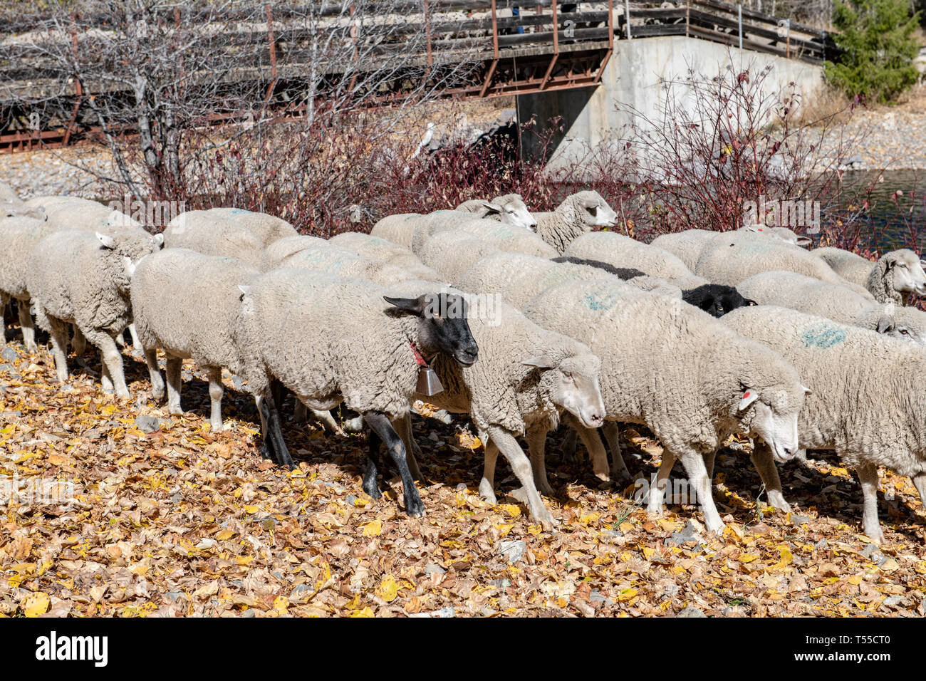 Trailing of the Sheep Festival in Idaho Stock Photo Alamy