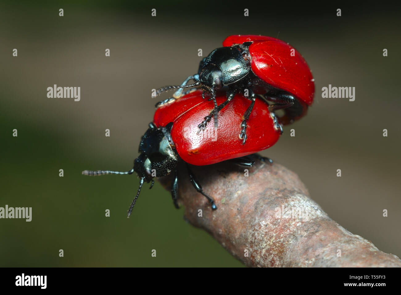 Adults of red leaf beetle (Chrysomela populi) mating Stock Photo