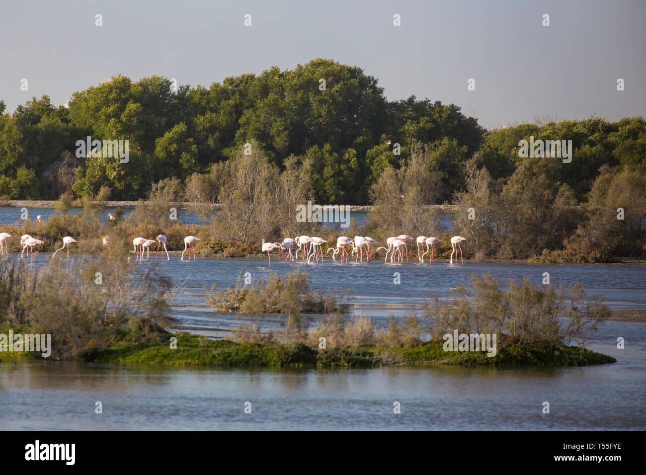 UAE, Dubai, Dubai Creek (Khor Dubai), Ras Al-Khor Wildlife Sanctuary, Flamingo (Phoenicopterus roseus) and city skyline Stock Photo