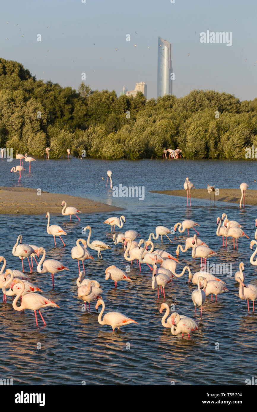 UAE, Dubai, Dubai Creek (Khor Dubai), Ras Al-Khor Wildlife Sanctuary, Flamingo (Phoenicopterus roseus) and city skyline Stock Photo