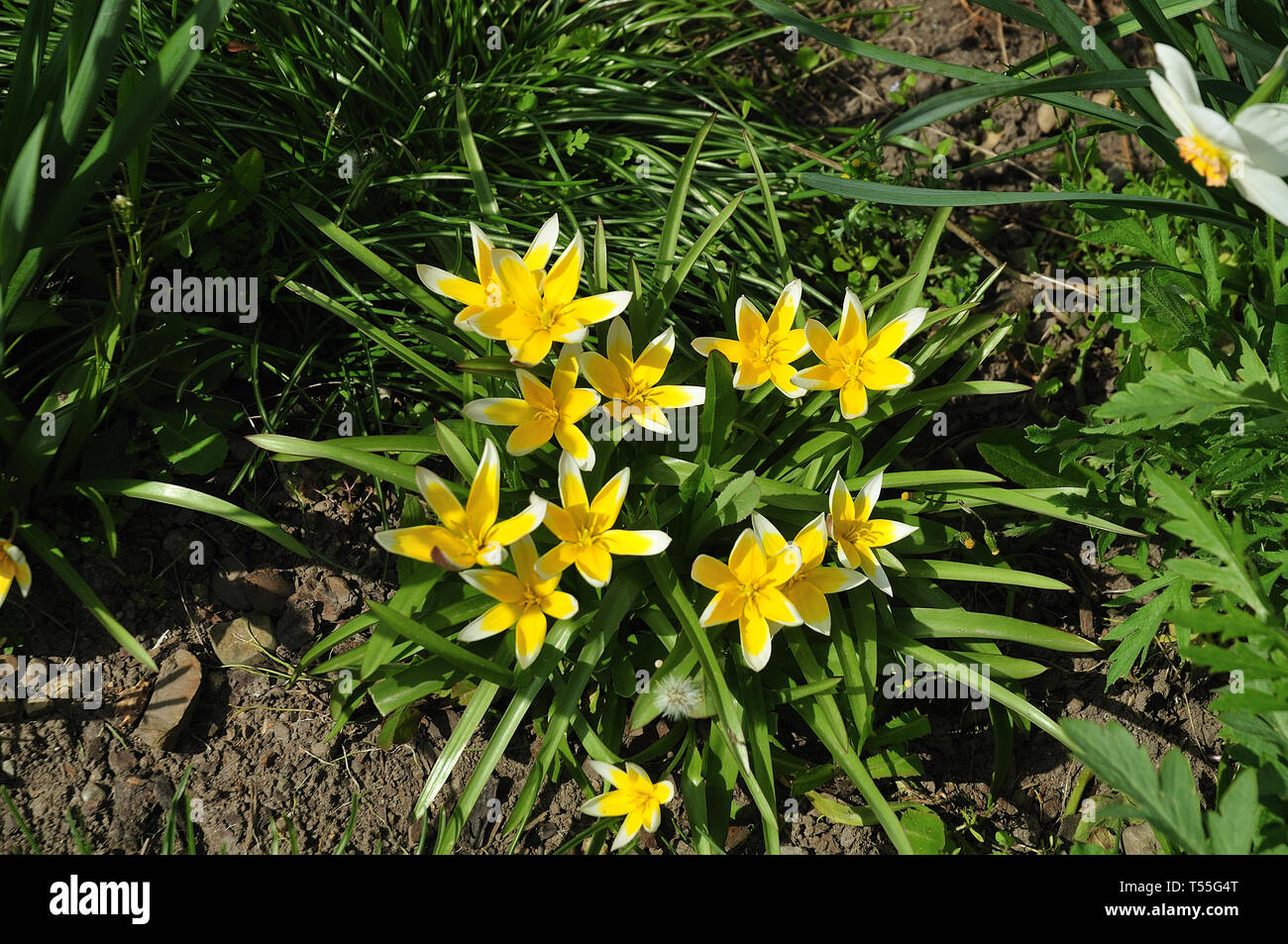 late tulips with star shaped yellow and white flowers in a garden Stock Photo
