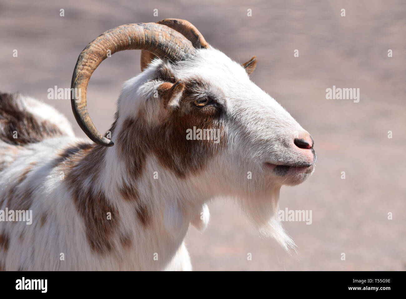 Billy Goat Close Up Stock Photo