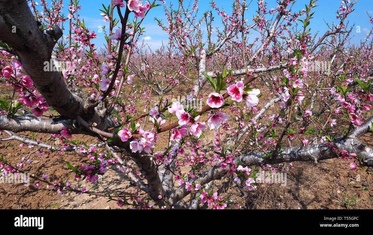Pink peach blossoms on peach trees in a plantation. Stock Photo