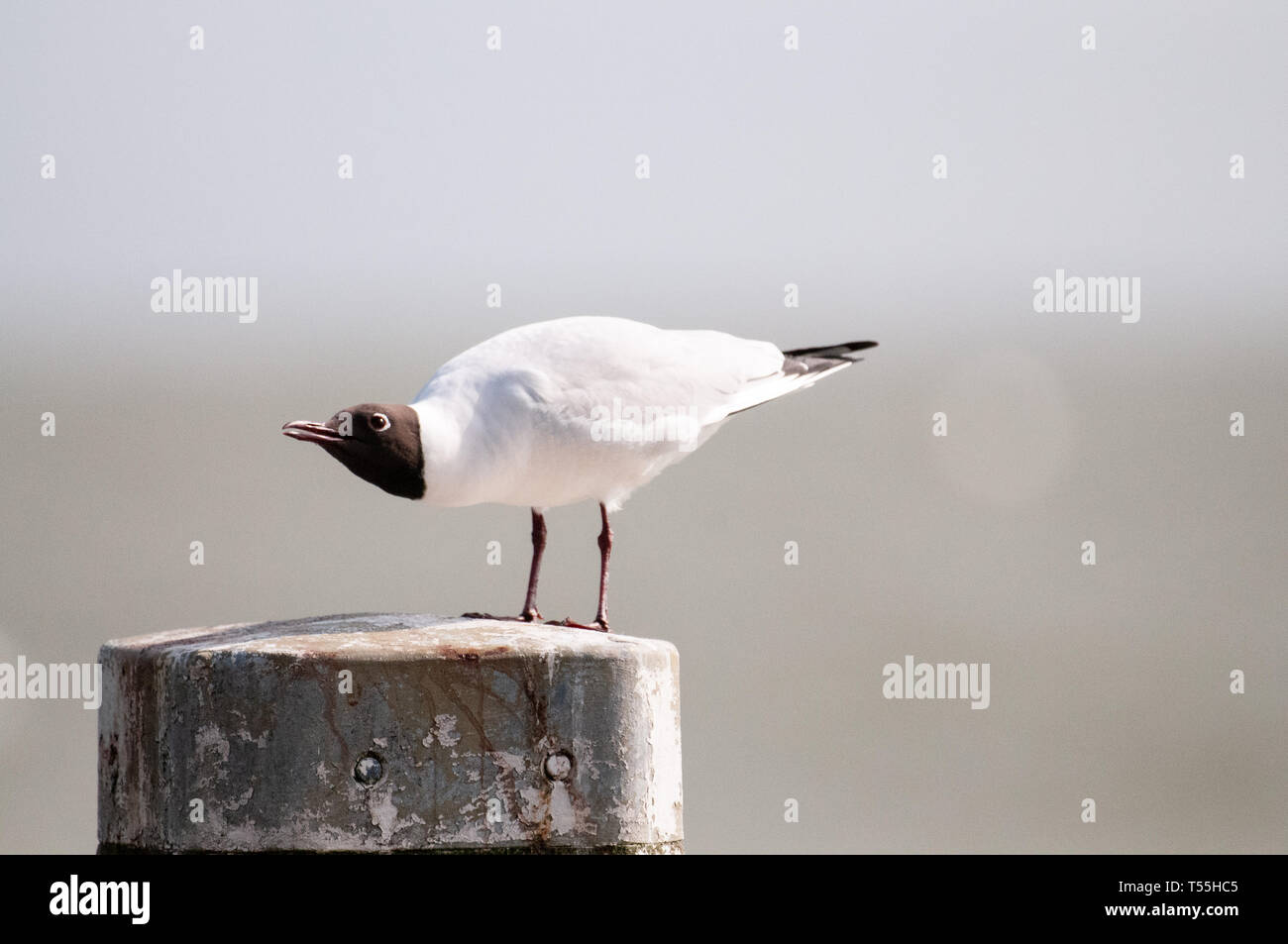 Black-headed Gull along the Afsluitdijk Stock Photo