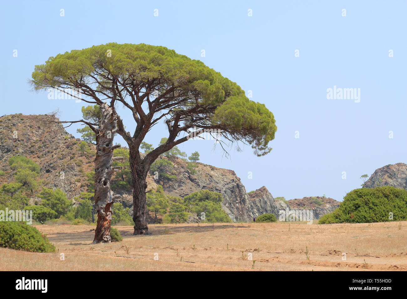 A pine tree in Cirali Beach - Antalya, Turkey Stock Photo